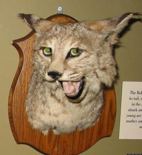 strashnimishka:  Bad taxidermy