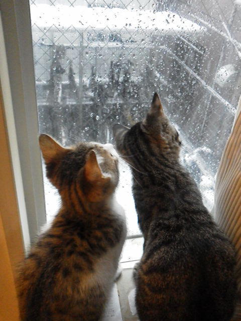 monoqlo:  Twitter / kzh_musou: 初めての雪に興味津々 …