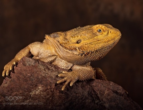 macrophotograph:Cautious Eye ….