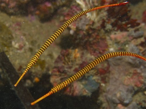 end0skeletal-undead:Banded Pipefish,Doryrhamphus dactyliophorusPhotos byElias Levy