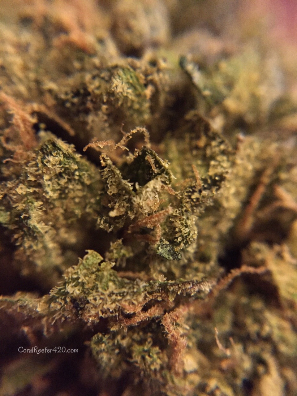 coralreefer420:  Zkittlez.