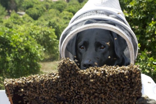 dogaesthetics: sirfrogsworth: This is Bazz the Beekeeper. A black lab who is specially trained to sniff out disease in bee hives. In Australia the bees do not stay inside and it isn’t safe for Bazz to go in sniffing without protection. So his owner