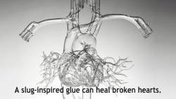 scienceyoucanlove:  How do you heal a broken