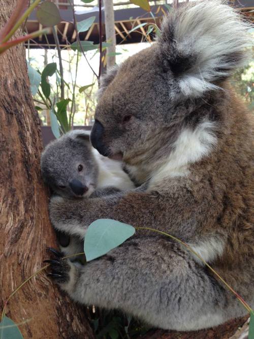 Koala Joey Blooms at Taronga Zoo Taronga Western Plains Zoo in New South Wales, Australia, has a lov