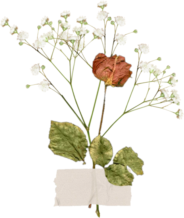 Image tagged with pressed flower transparent png not my image on