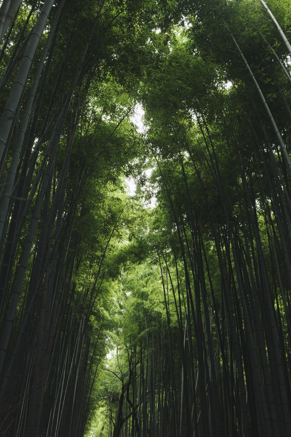 My past week on Japan