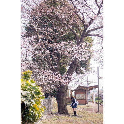 #portrait #photograph #photoshoot #japanese #japaneseview #schooluniform #girl #spring #架空荘 #kakuuso