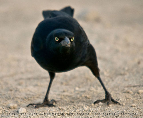 dollsahoy: beansproutmomo: parliamentrook: grackles are such fancy asshole birds, I love them photo 