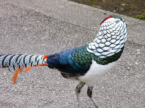 disgustinganimals: budgiepropaganda: gothamknowledge: Lady Amherst’s Pheasant Sometimes I just