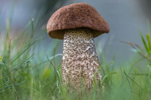  Orange Oak Bolete - Leccinum aurantiacum The two mushrooms in the photos are the bolete Leccinum au