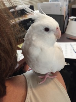 littlerosebirb: Here’s Sugar, looking innocent like she wasn’t just trying to bite me omg   sourdoughbirb aka @sweetiesugarbird i cant get enough of sugar i wanna kiss her all over 