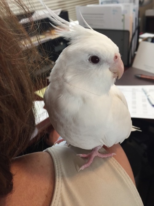 Porn photo littlerosebirb: Here’s Sugar, looking innocent