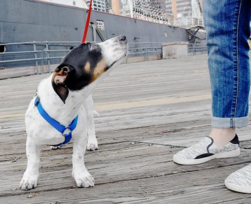 seespotrescued:  Hold On to Chynna Phillips! Chynna is a four-month-old, 20-pound (currently) Basset