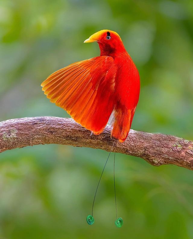 King Bird-of-paradise