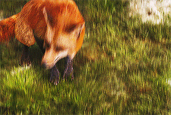  Fangirl Challenge: Seven Movies - [5/7]Narnia (2006) “Once a king or queen of