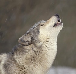 Beautiful-Wildlife:  Wolf By Re.za 
