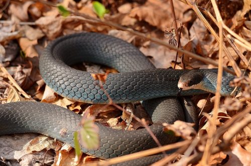 audiogeography: Blue Racer (Coluber constrictor foxii)