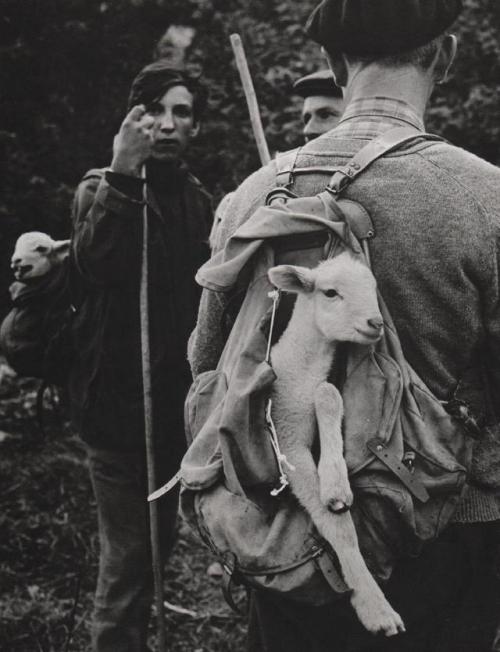 au-meme-endroit: Transhumance au Lanoux, 1973, Roger Daspet @4a0000