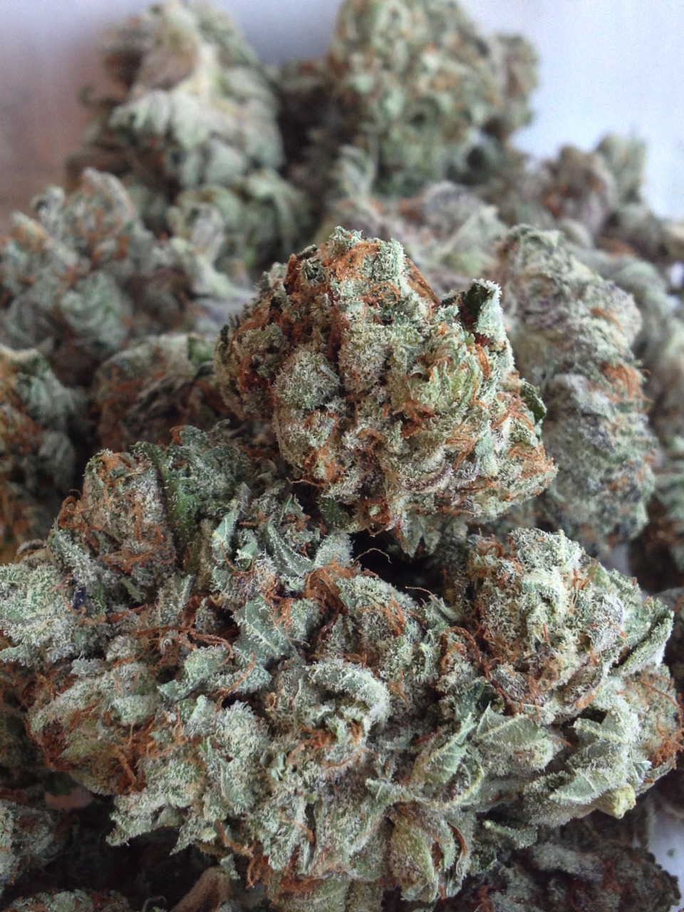 thc-thehappychemical:  So much kush😍😘💨