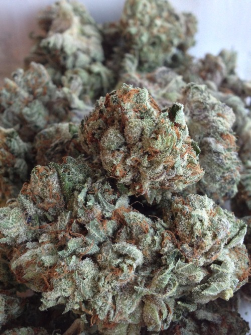 thc-thehappychemical:  So much kush😍😘💨