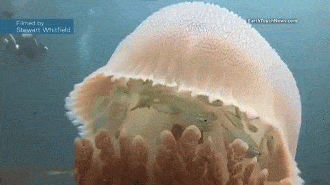 sixpenceee:  This jellyfish provides protection to baby fish from circling predators.