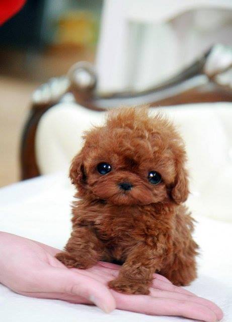 cute-overload:  What am I doing here?http://cute-overload.tumblr.com 