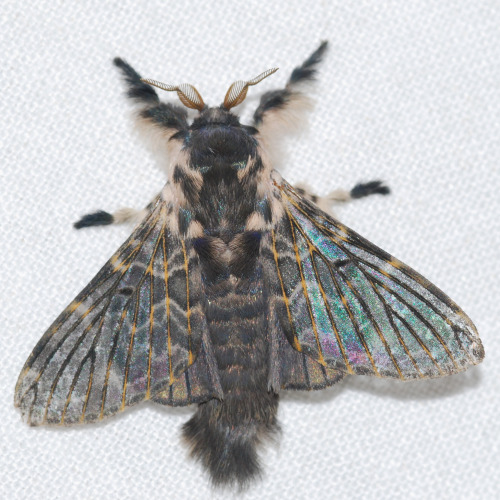 bl3wyn: Lasiocampid Moth (Labedera primitiva)