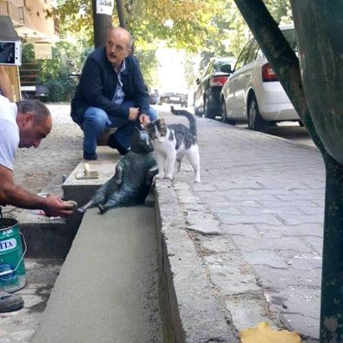 catsbeaversandducks:Tombili: Istanbul cat and worldwide meme honoured with statue‘Tombili’, a rotund