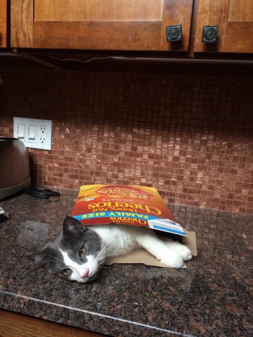 davidbyrneschoreographer:look at this picture of our cat my mom sent me omg