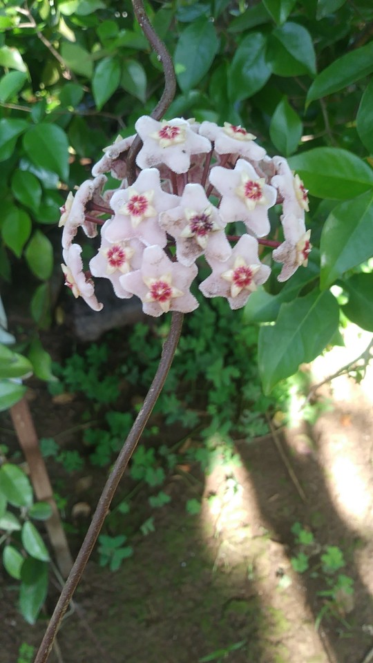 Hermosa Pareciera Que La Moldean Sus Flores
