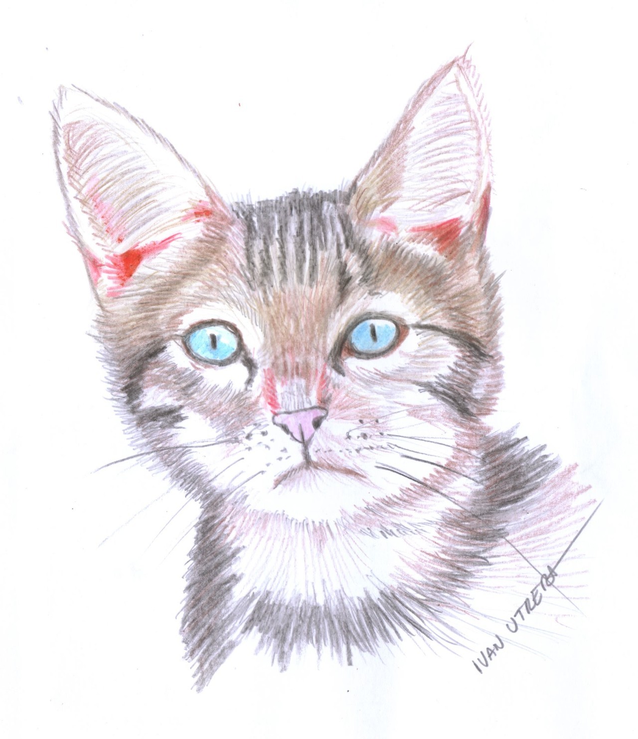Ivan Utrera (gato en lapices de colores)