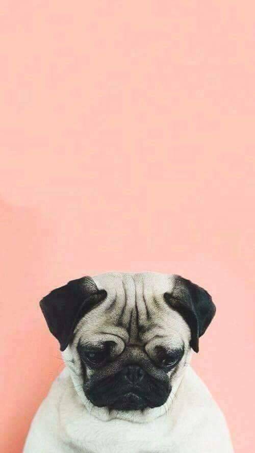 itzelguzman98:Cat_pug