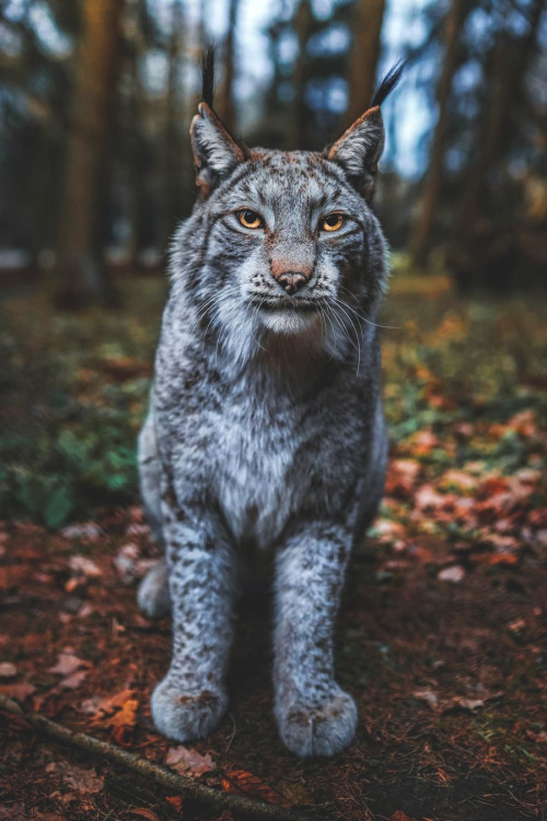 lsleofskye:  Wildpark Poing | _marcelsiebert