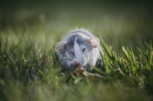 ratmamas: ratmamas:   ratmamas:  Took the boys out to the park again today to get some photos on my DSLR. Onion really wasn’t feeling being anywhere other than Amy’s pocket, but Sage made a gorgeous little model for me!   These photos seem to be doing