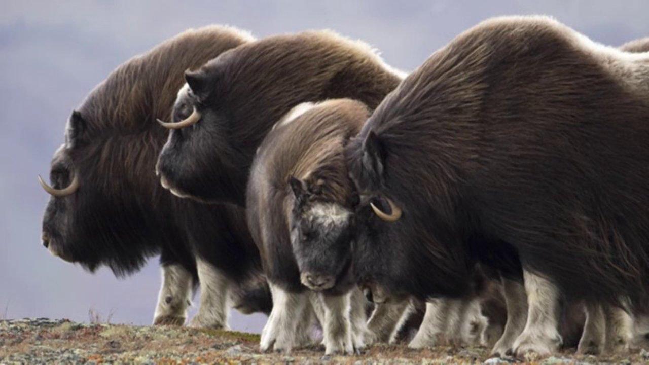 ainawgsd:  Musk Ox The musk ox (Ovibos moschatus) is an Arctic mammal of the family