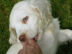 furything:  little blue eyed angel puppy 