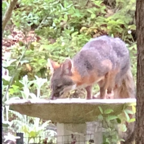 Mama fox getting a drink, watching babies from the hill