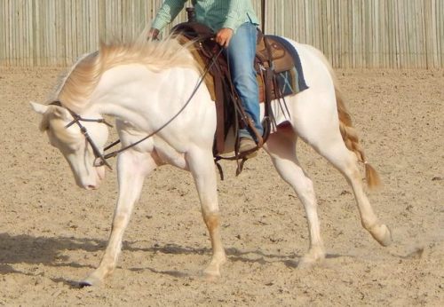 Morgan Dun N StoneThe Stone Cutter x Take Care of MorganQuarter Horse, Stallion15.1hhBorn 2008