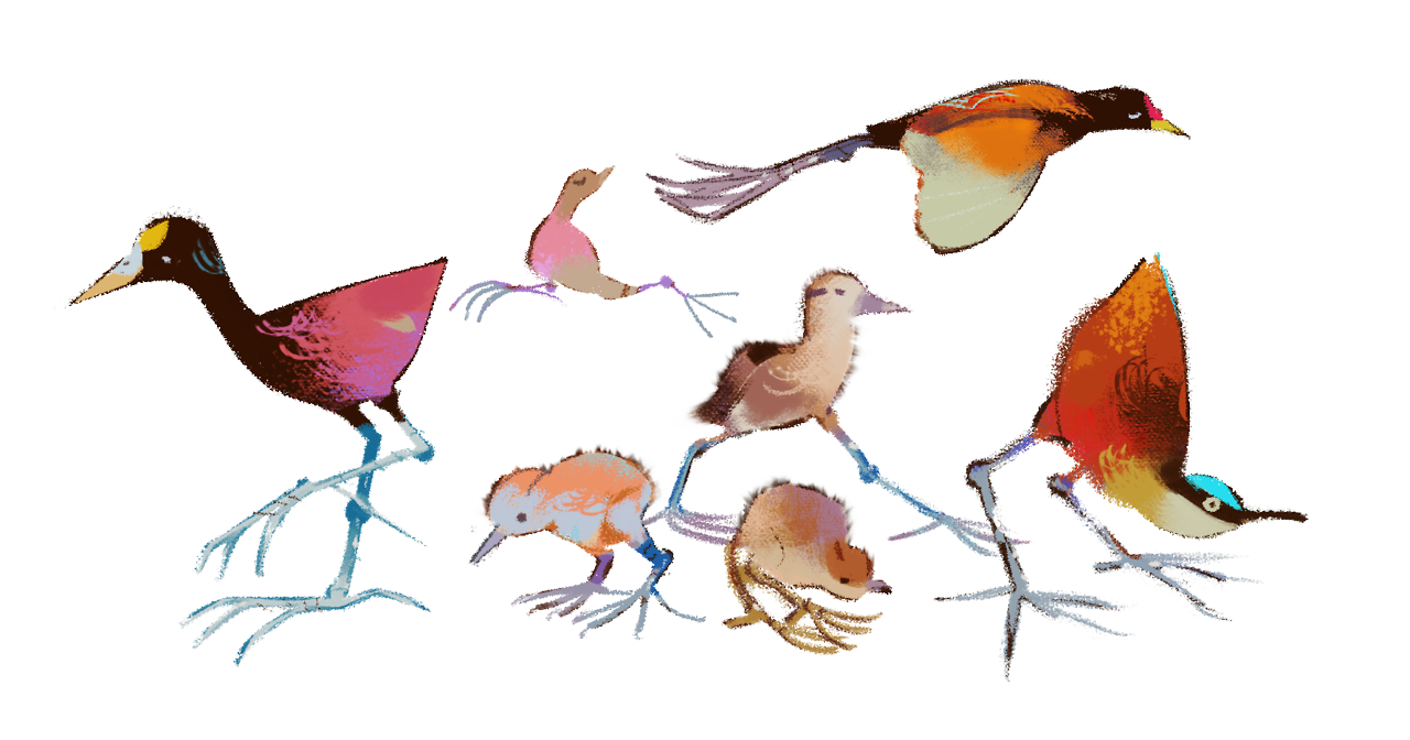 everydaylouie: hey i just found about jacanas…..they’re cute birds with some