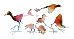 everydaylouie: hey i just found about jacanas…..they’re