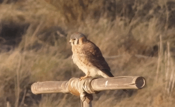 American Kestrel (Falco Sparverius)