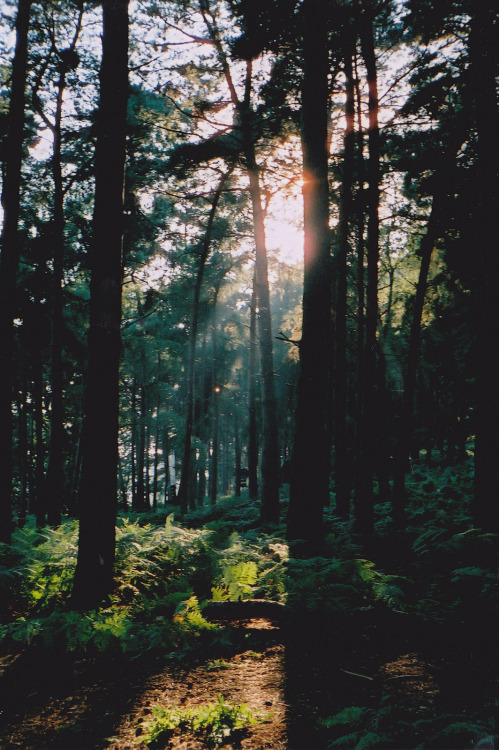 vegan-hippie:  mstrkrftz:  sunset in the forest    