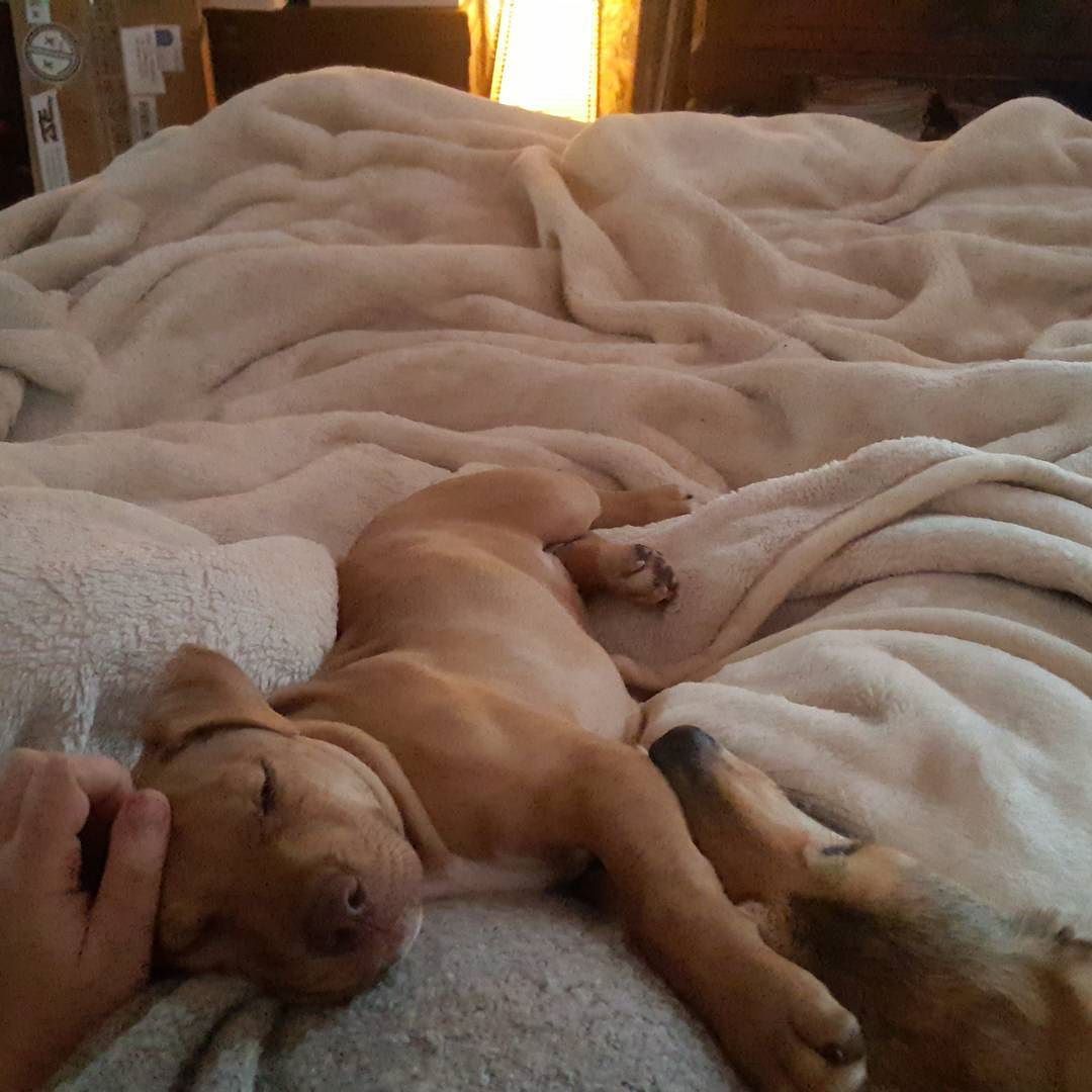 Sleep-time makes wayyyy more sense with a puppy&hellip; by londonandrews