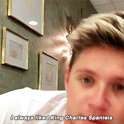 craicthatniall:What’s your favorite dog breed? #AskNiallAwwwww