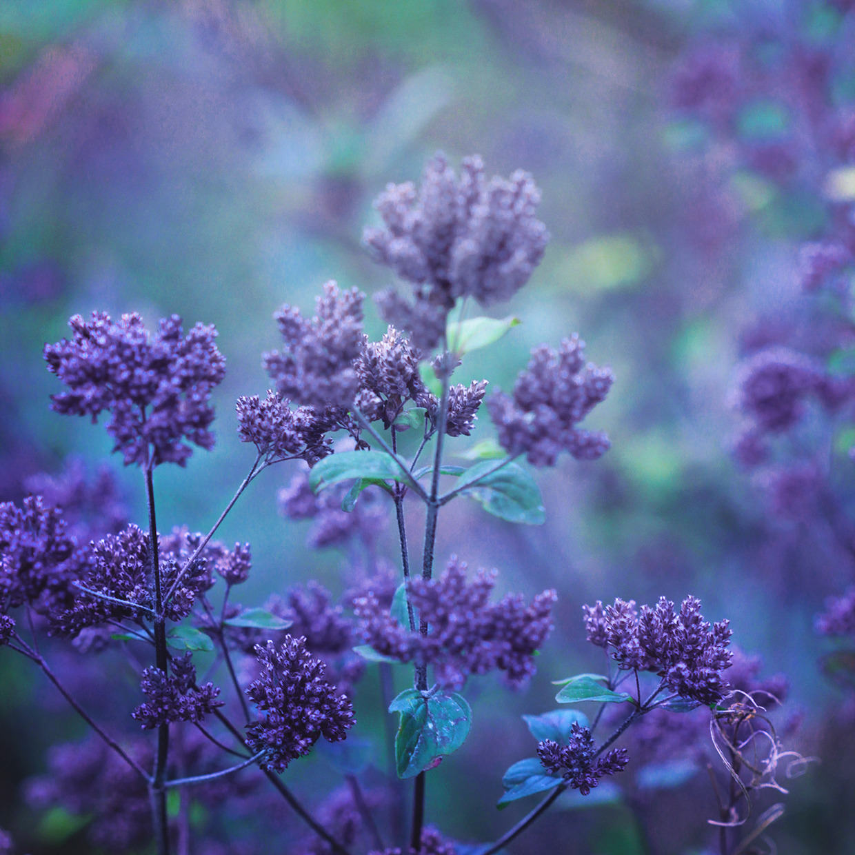 landscape-photo-graphy:  Floral Photography Inspired by Claude Monet by Nikita Gill