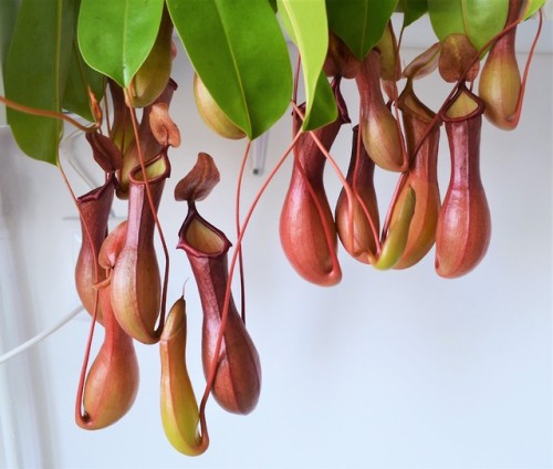 allthingssoulful-garden: Look at this gorgeous pitcher plant!  It was a ‘last day of classes’ gift f