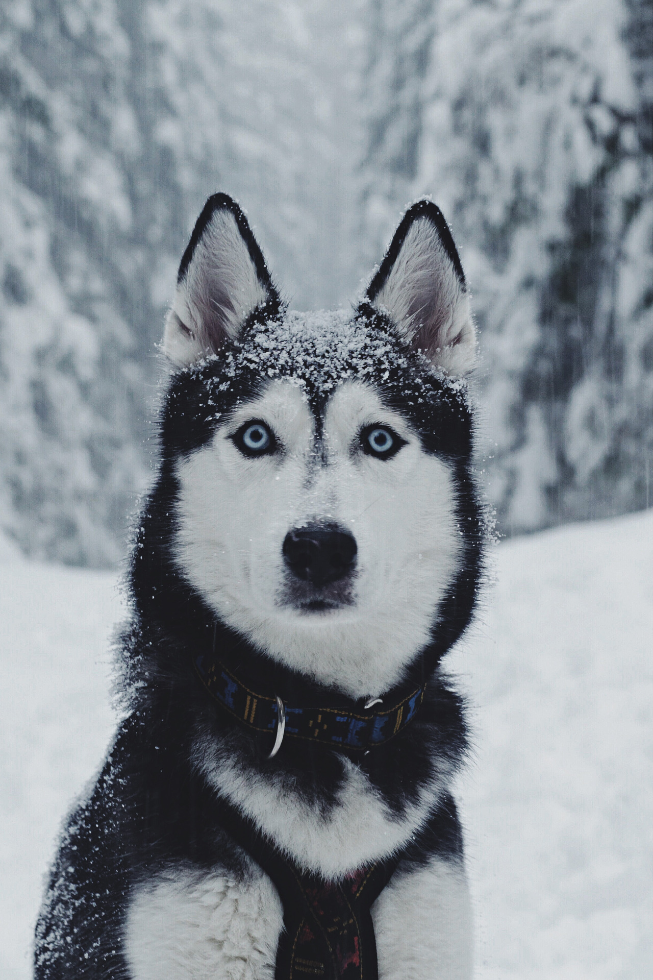 captvinvanity:  Igor Cibulsky | What no food?