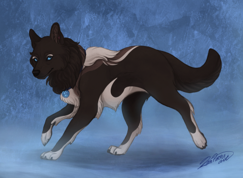 Finally updated Katara’s wolf design!I have to say, I love this one the best I think!  It