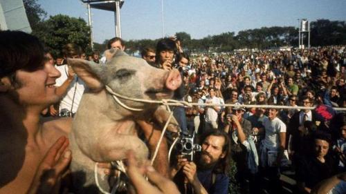 allenbyseyes: Pigasus, the Yippie candidate for President in 1968. Still better than Donald Trump.