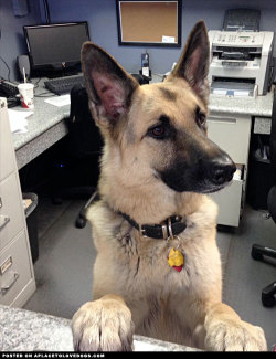 Aplacetolovedogs:  This Handsome German Shepherd Dog Is The New Receptionist At An